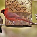 types of bird feeders