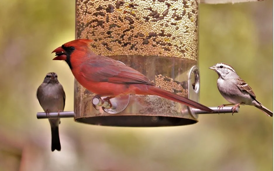 types of bird feeders